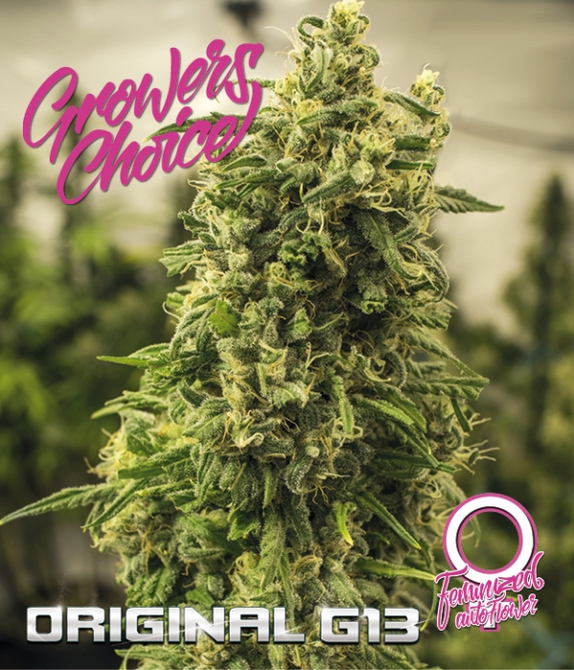 Original G13 Auto Cannabis Seeds