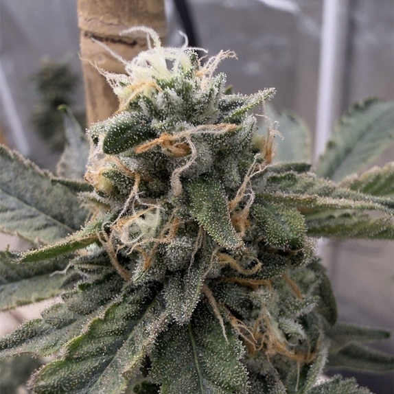 LEM.R.E. Feminized (EZ Genetics) Cannabis Seeds