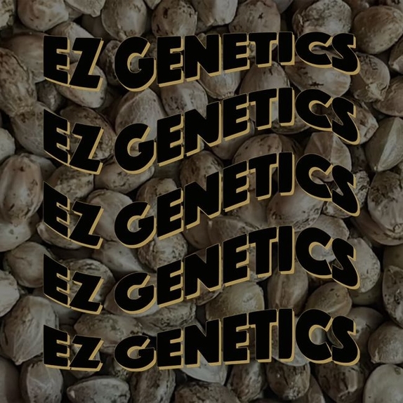 Cake Propellant Feminized (EZ Genetics) Cannabis Seeds
