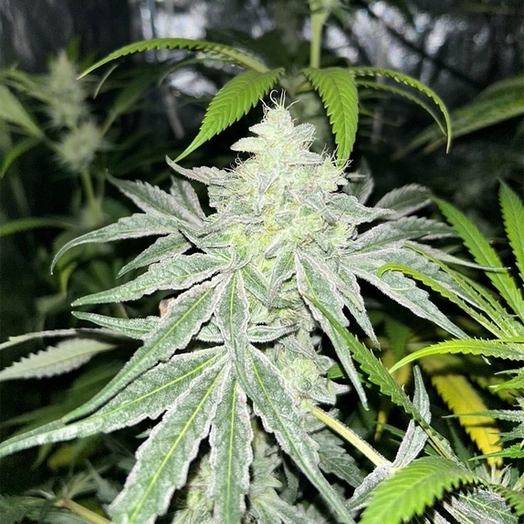 Anti-Armor Feminized (EZ Genetics) Cannabis Seeds