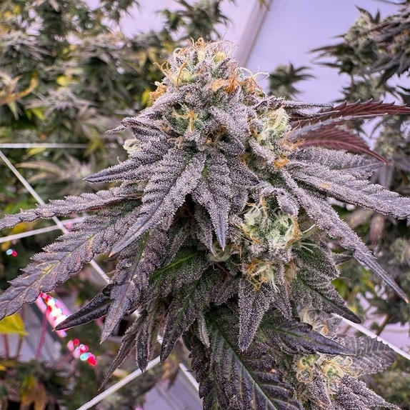 Black Opz Feminized (EZ Genetics) Cannabis Seeds