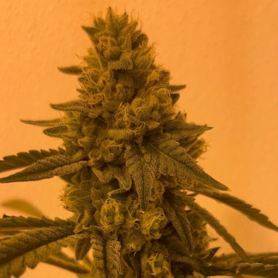 Cherry Blossom SZN Feminized (EZ Genetics) Cannabis Seeds