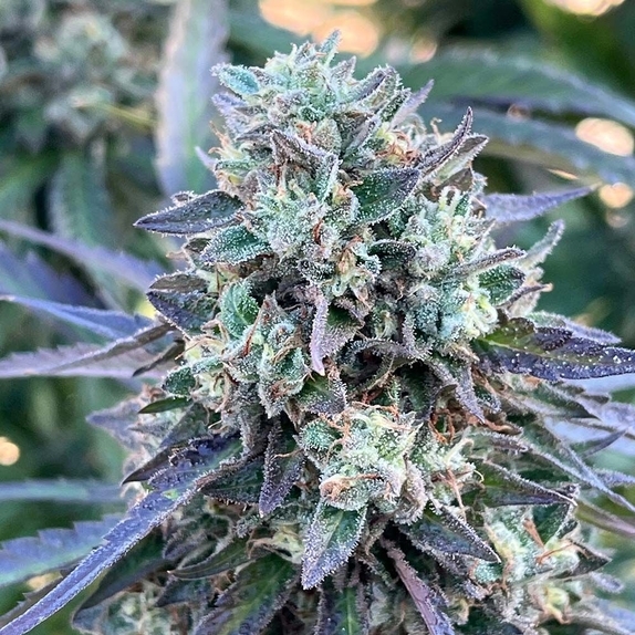 Momo Feminized (EZ Genetics) Cannabis Seeds