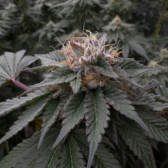 Kuro Feminized (EZ Genetics) Cannabis Seeds