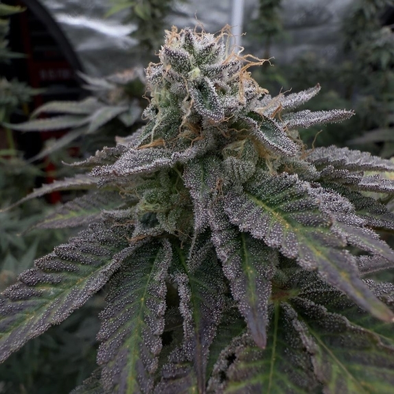 Omakaze  (EZ Genetics) Cannabis Seeds