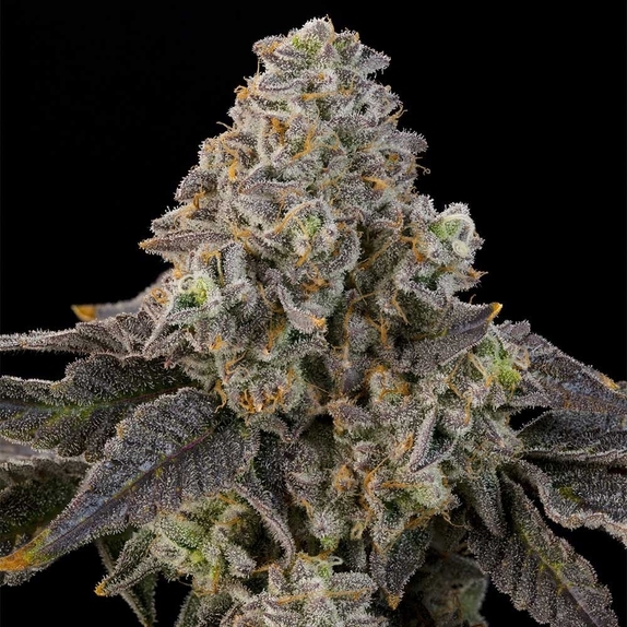 Peach Yuzu feminised (Grounded Genetics) Cannabis Seeds