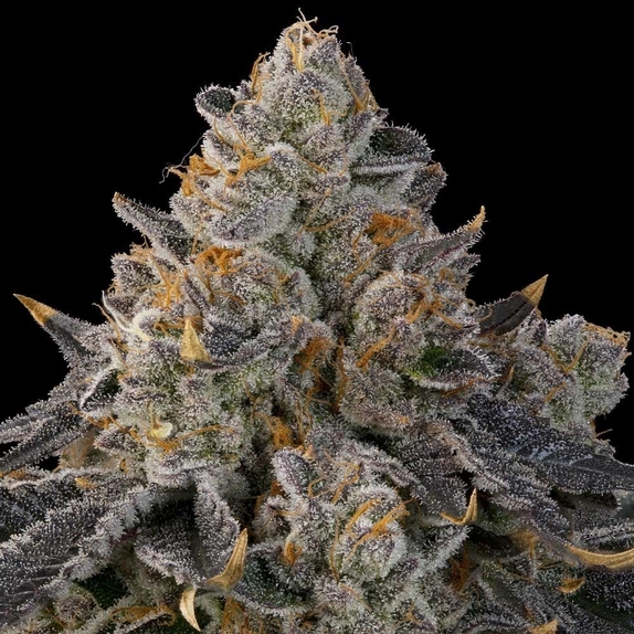 Peach Gummies feminised (Grounded Genetics) Cannabis Seeds