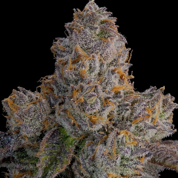 Lime Zoda (Grounded Genetics) Cannabis Seeds