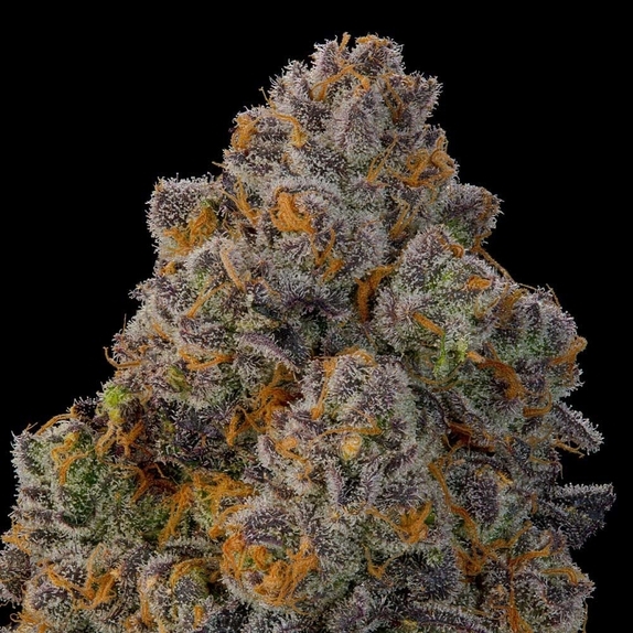 Nigiri feminised (Grounded Genetics) Cannabis Seeds