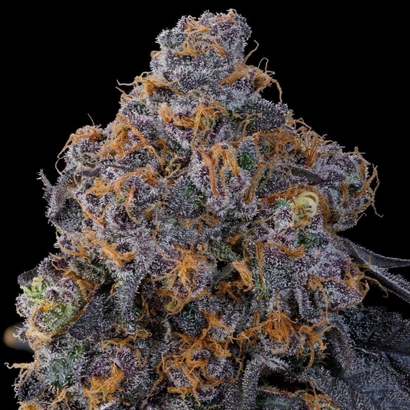 Blue Zang feminised (Grounded Genetics) Cannabis Seeds