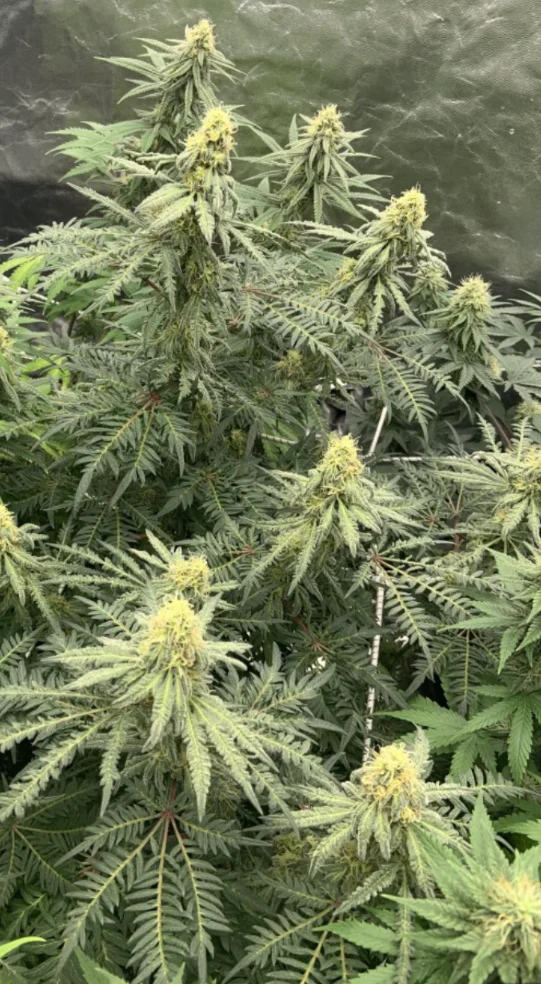 Freakshow (Feminised) (Discreet Seeds) Cannabis Seeds