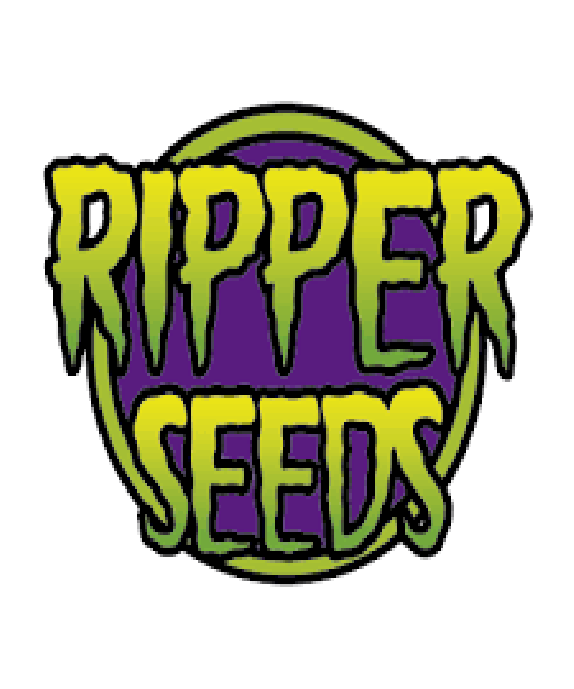 Toxic x Purple Punch LIMITED EDITITION Cannabis Seeds