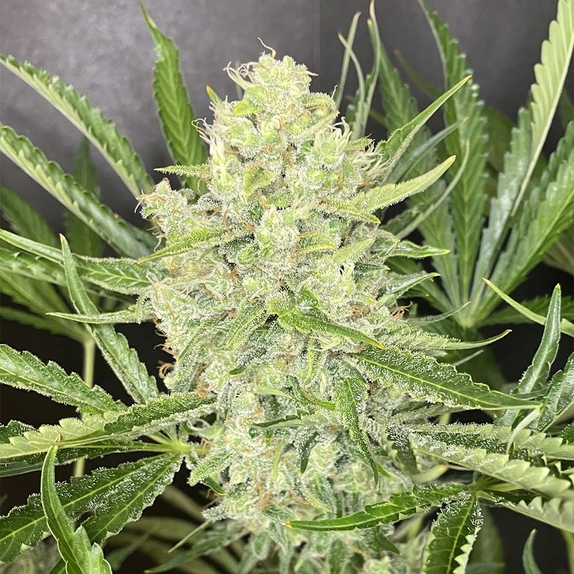 Fat Washer Feminized (Boudica Seeds) Cannabis Seeds