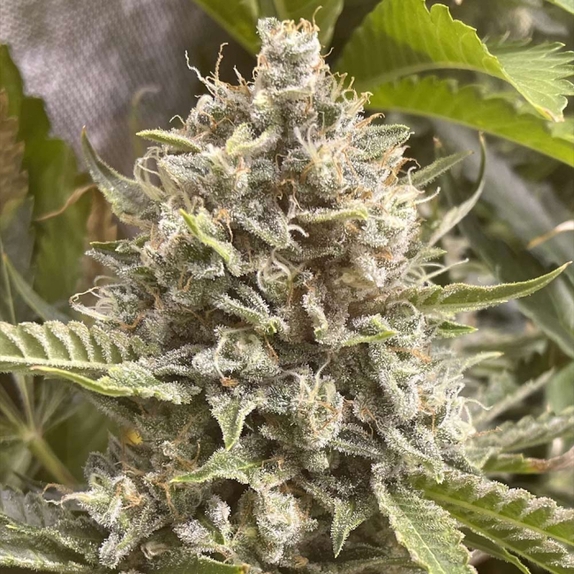 Grapefruit Funk Feminized  (Boudica Seeds) Cannabis Seeds