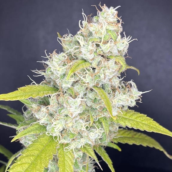 Rubber Tree Feminized (Boudica Seeds) Cannabis Seeds