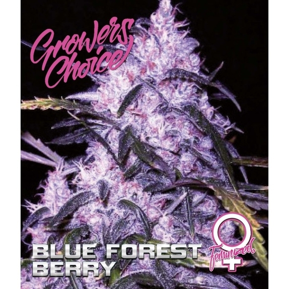 Blue Forest Berry Cannabis Seeds