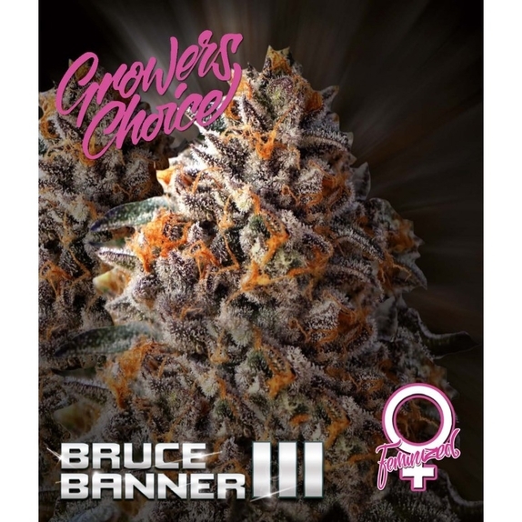 Bruce Banner III   Cannabis Seeds