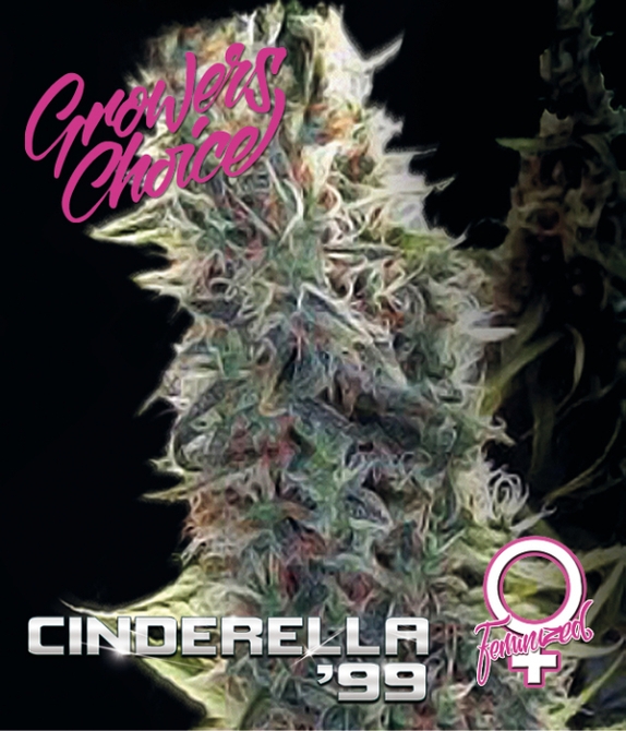 Cinderella 99 Cannabis Seeds