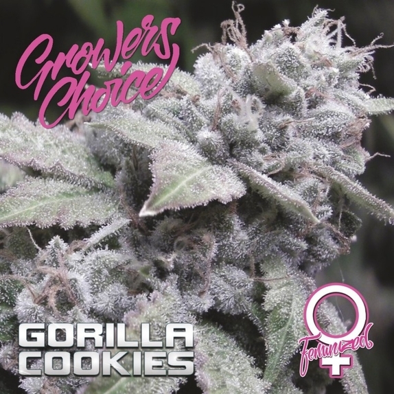 Gorilla Cookies Cannabis Seeds