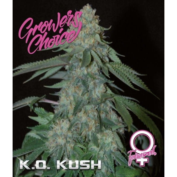 K.O Kush Cannabis Seeds