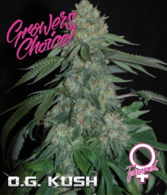 O.G Kush  Cannabis Seeds