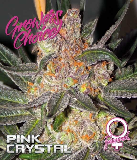 Pink Crystal Cannabis Seeds