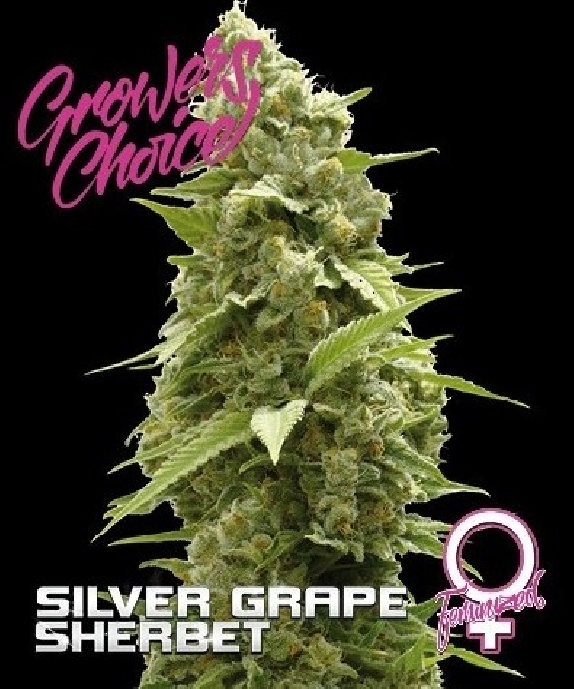 Silver Grape Sherbet  Cannabis Seeds