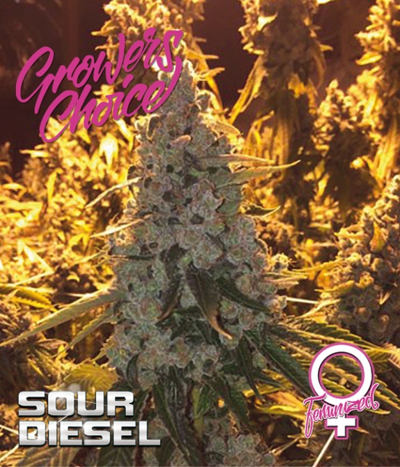 Sour Diesel Cannabis Seeds