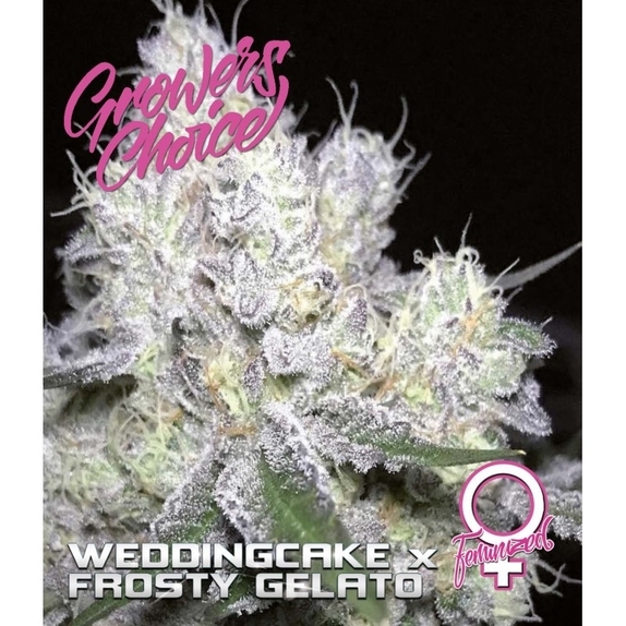 Wedding Cake x Frosty Gelato  Cannabis Seeds