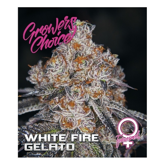 White Fire Gelato Cannabis Seeds
