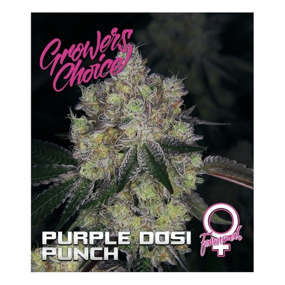  Purple Dosipunch Cannabis Seeds