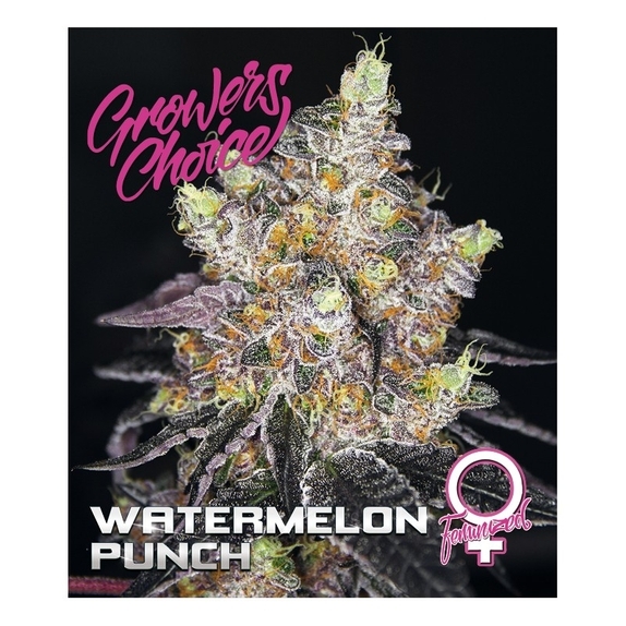 Watermelon Punch Cannabis Seeds