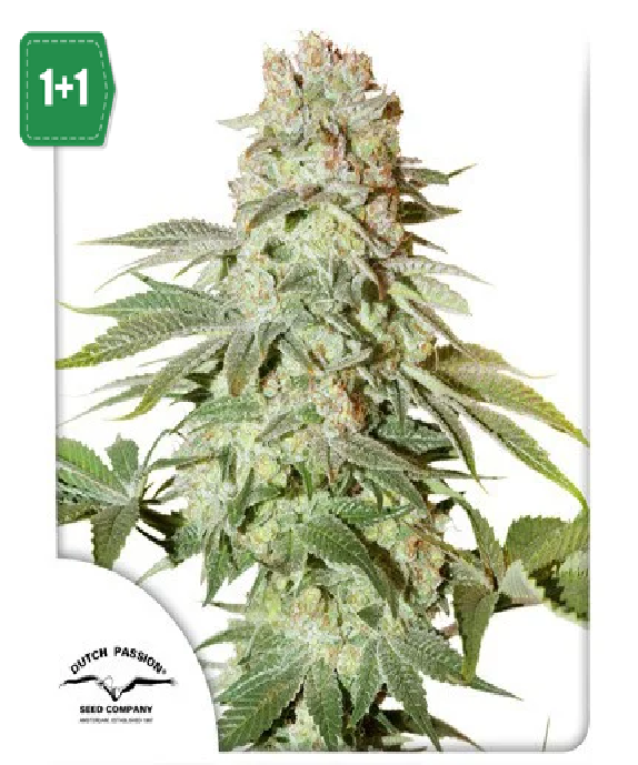 Auto Power Plant Cannabis Seeds