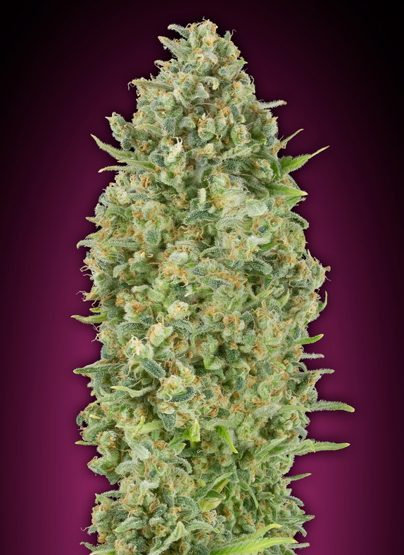Auto Bubblegum XXL Cannabis Seeds