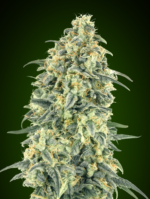 Auto White Widow XXL Cannabis Seeds