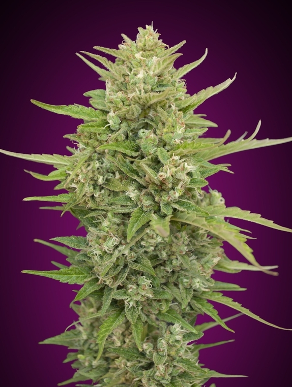 Auto Super Skunk Cannabis Seeds