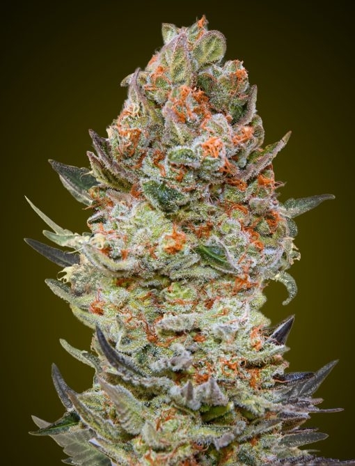 Sweet Critical CBD Cannabis Seeds