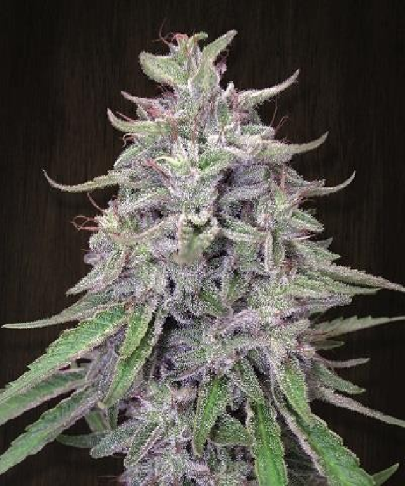 Bangi Haze Cannabis Seeds