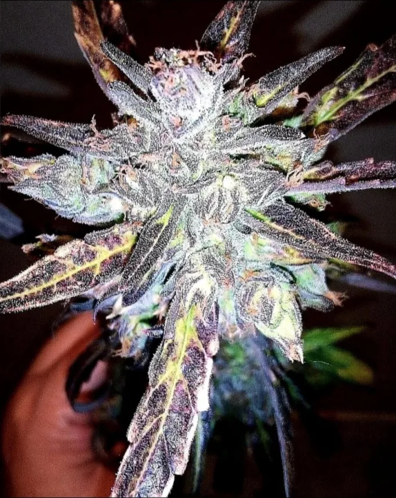 Anthrax Auto Feminised   Cannabis Seeds