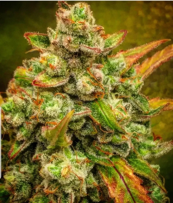 Amnesia Haze Auto Feminised Cannabis Seeds