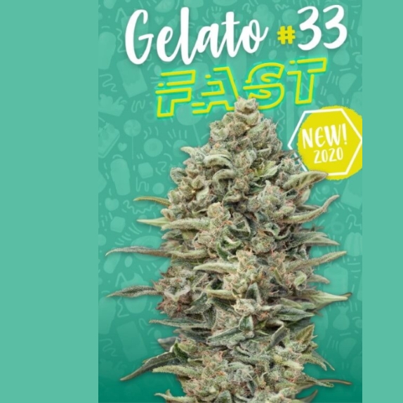 Gelato #33 Fast Cannabis Seeds