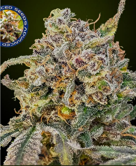 Auto Somango Glue Cannabis Seeds