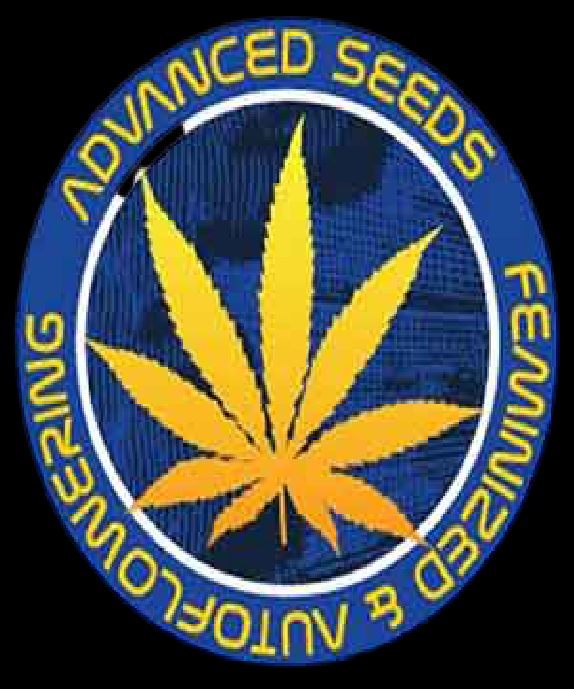 Bruce Banner Cannabis Seeds