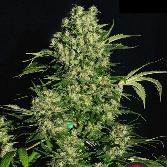 Chronic Feminised Cannabis Seeds