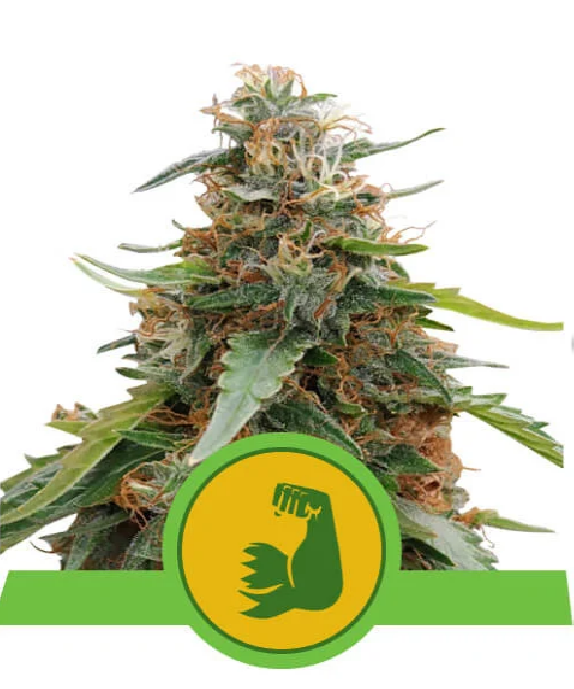Hulkberry Auto Cannabis Seeds