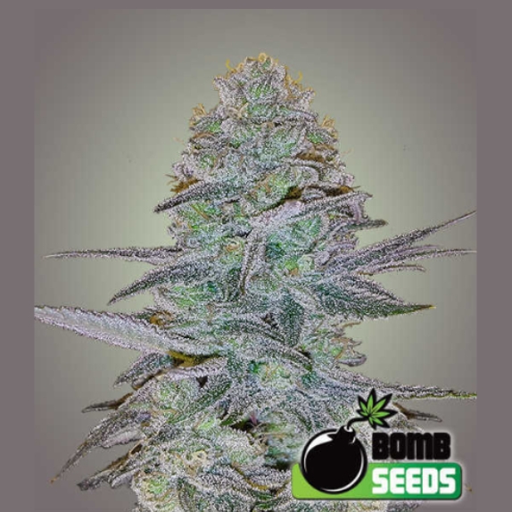 Cosmic Bomb Auto Cannabis Seeds