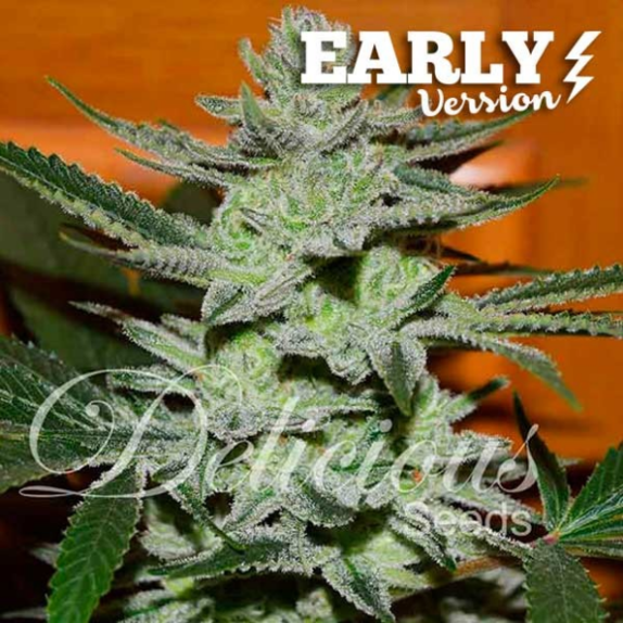 Unknown Kush Early Version Cannabis Seeds