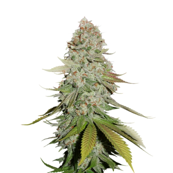 Gorilla Glue Cannabis Seeds