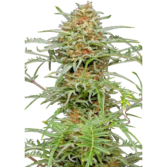 Freakshow Cannabis Seeds