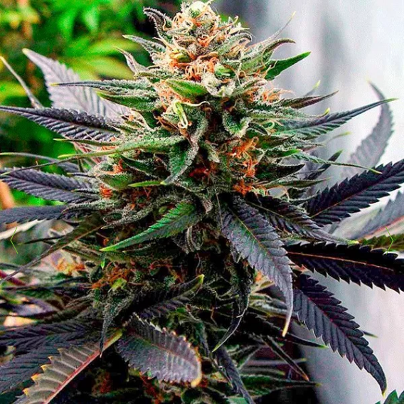 Lavender Feminised Cannabis Seeds